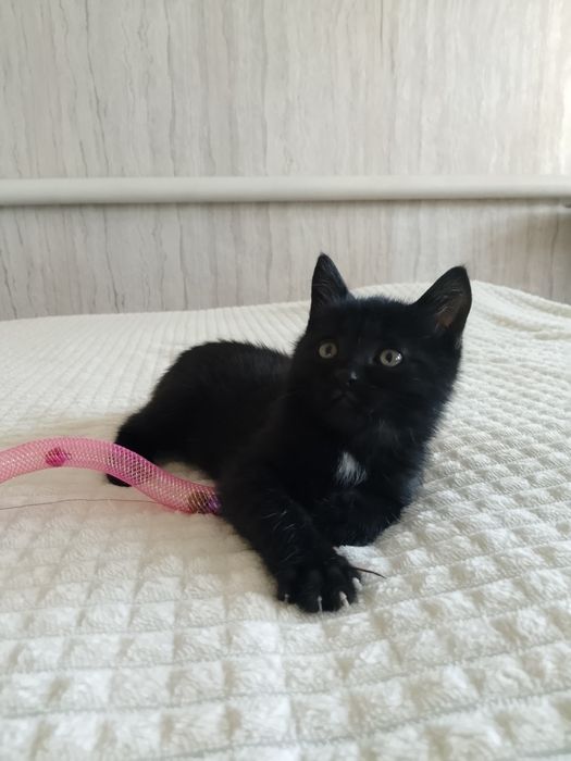 Отдам кота в добрые руки