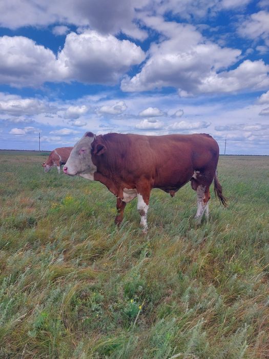 Продам быка Симентал