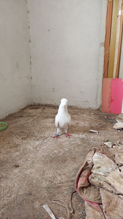 Голубь голуби кептер тауық қораз балапан