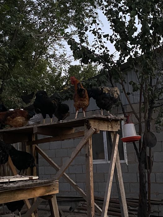Продам молодые петухи