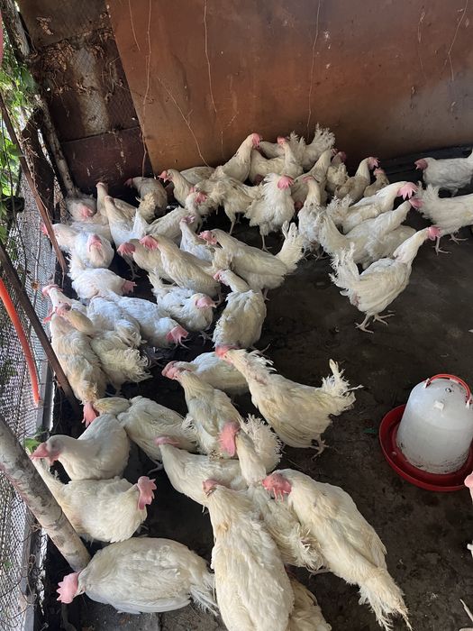 Продам курей несушки