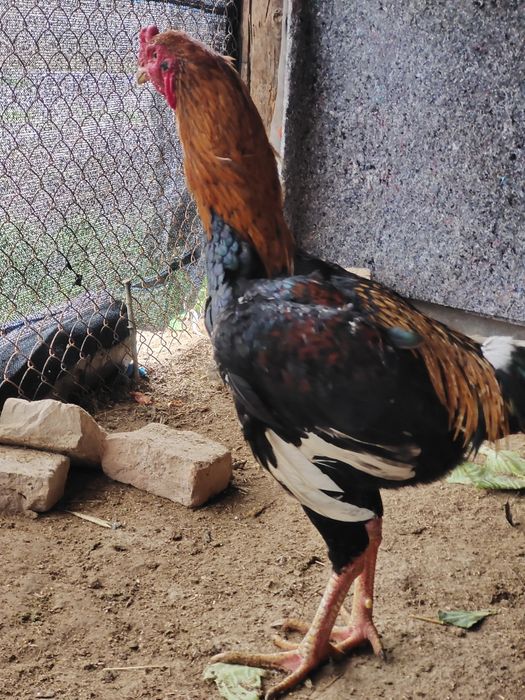 Молодой дакан бойцовый кораз сатылады