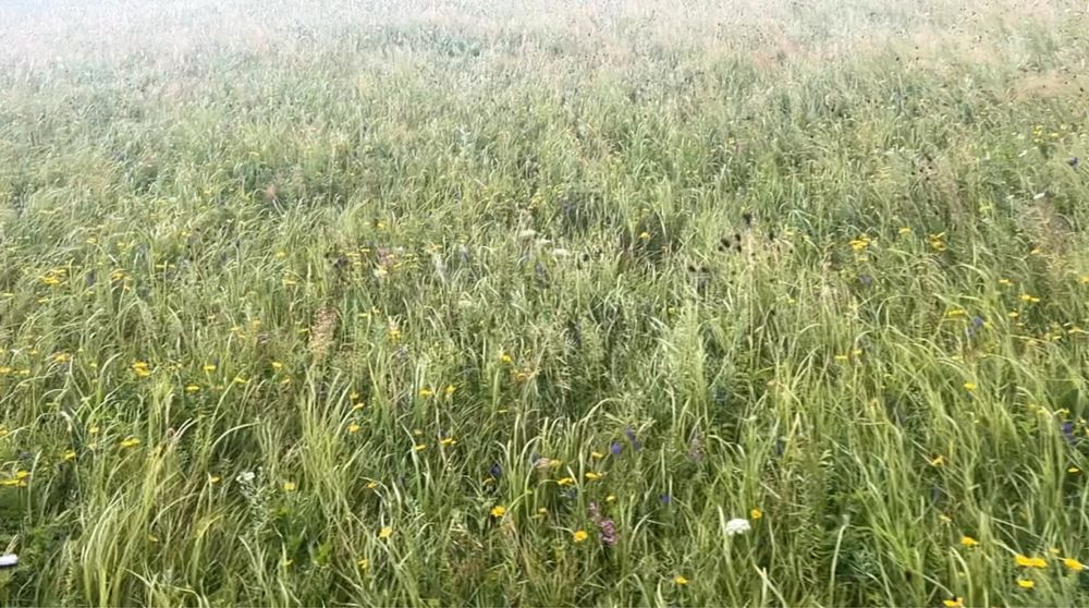 Сено отличного качества