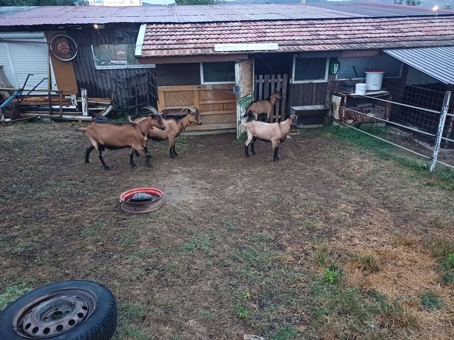Vand două capre alpin francez