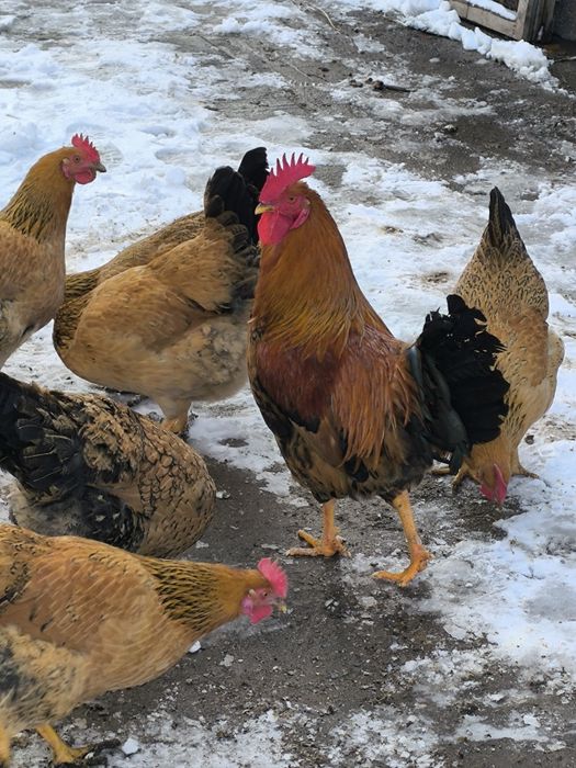 Кучинский петушок.