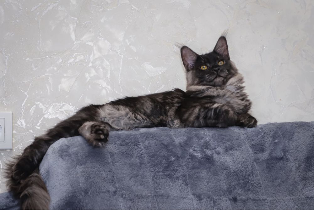 Кошка породы Мейн кун классик