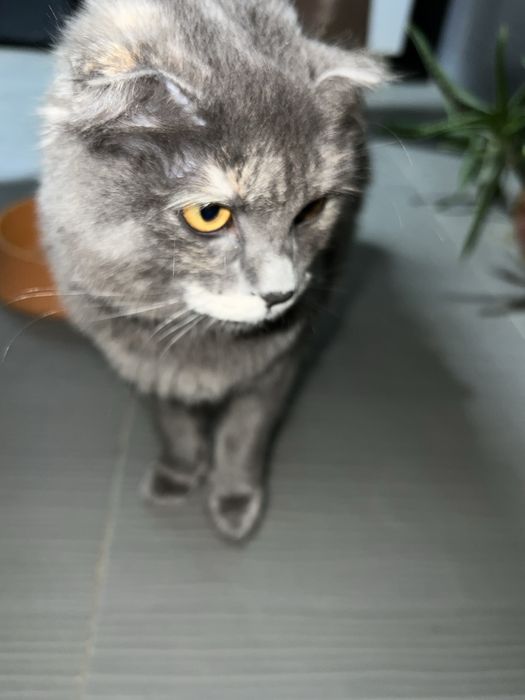 Shatlantiskie mushuk