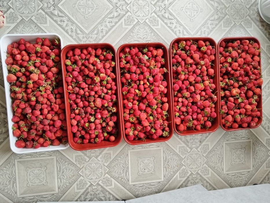 Продам дом в Дружбе