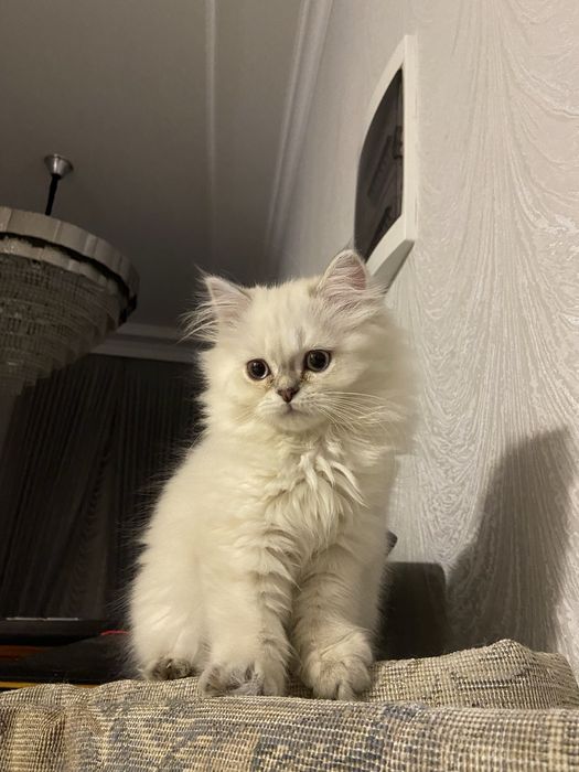 Кошечка продается