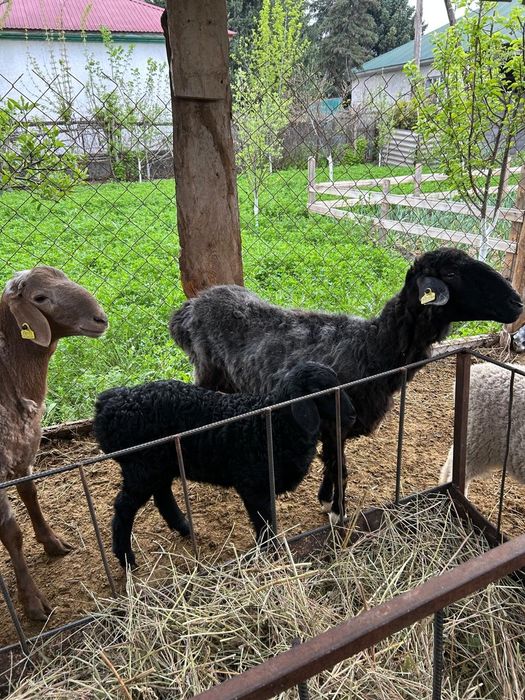 Продаю барана с ягенком