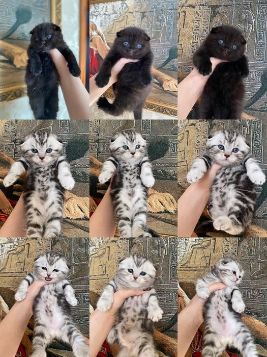 Продаются шикарные мишки