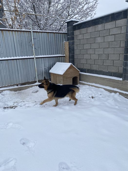 Немецкий овчарка