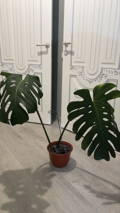 Монстера продам цветок