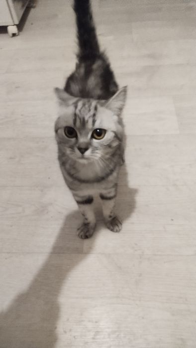 Отдам даром, девочка породистый