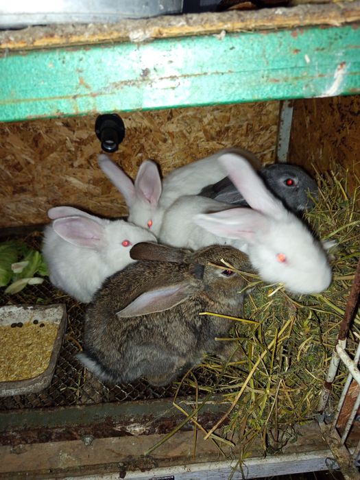 Продам курицу и кроликов