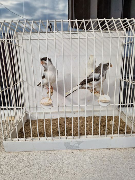 Канари цветни и Орфей