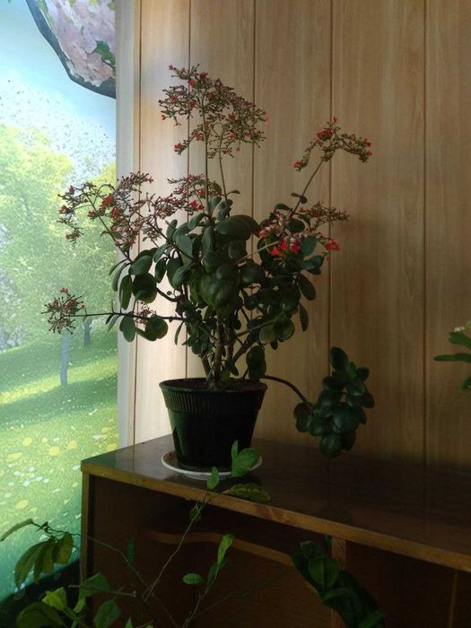 Каланхоэ - домашний доктор