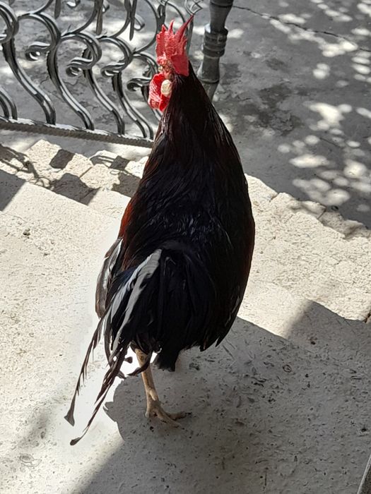 Продаётся петух с  большим гребнем!