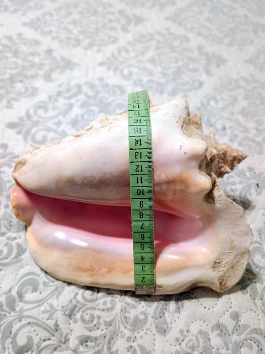 Гигантска Кралска Раковина (Pink Queen Conch) от Куба-25 см – Уникат!