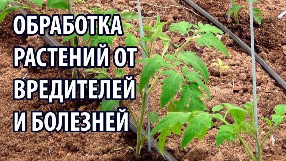 Обработка деревьев тля от всех болезней. Ширага карши дорилаш ишончлик