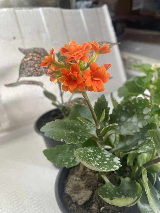 Комнатные цветы красивые