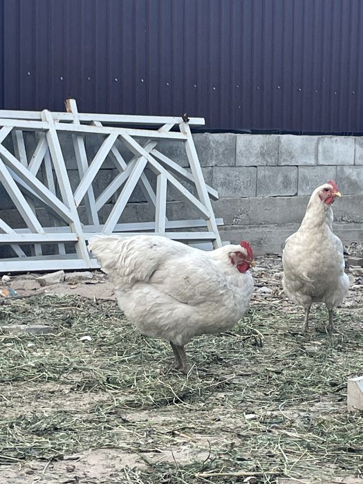 Продам кур джерсийкий гигант белый