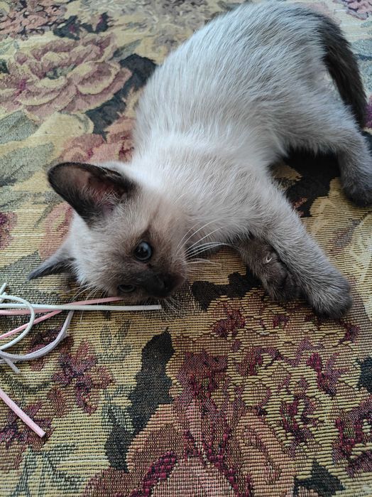 Отдам котенка бесплатно