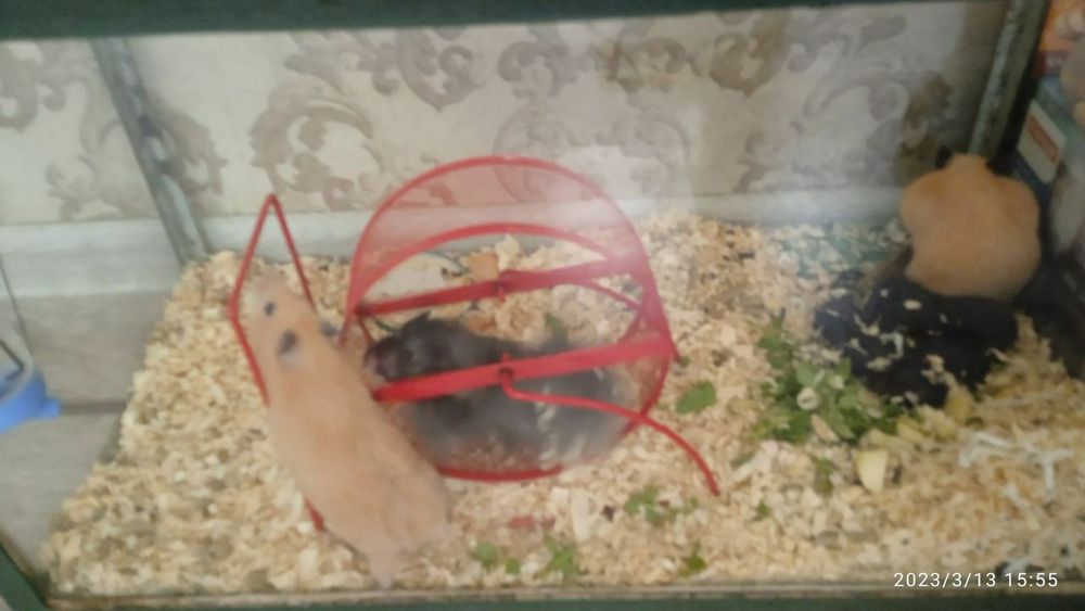 Колеса для хомячков,крыс,белок