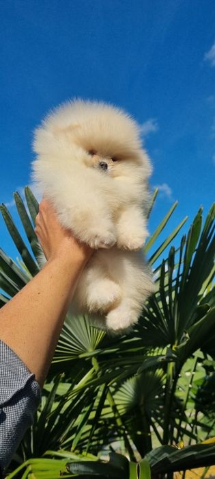 Померан померанче