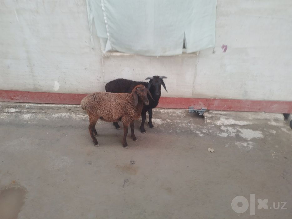 3 ta q6chqor barra sotiladi semiz