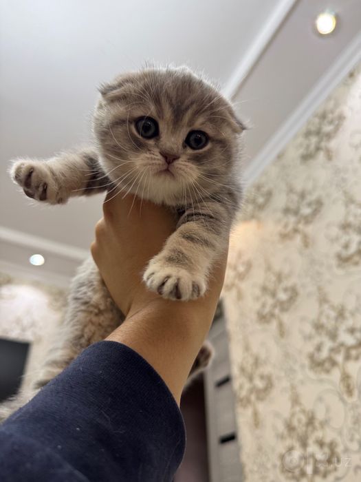 Шиншилла котёнок