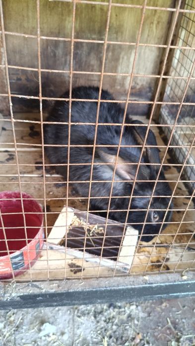 Продам самцов по 8 месяцев