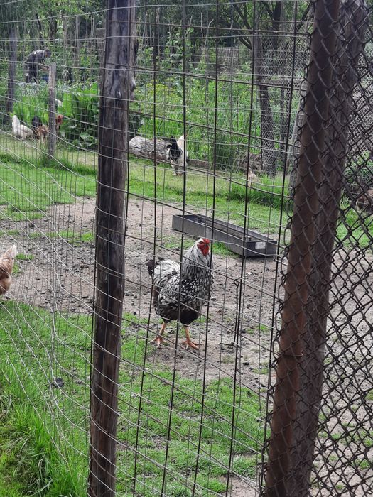 Cocoși de vânzare