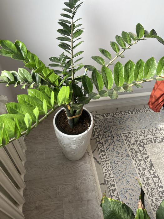 Цветы по низкой цене