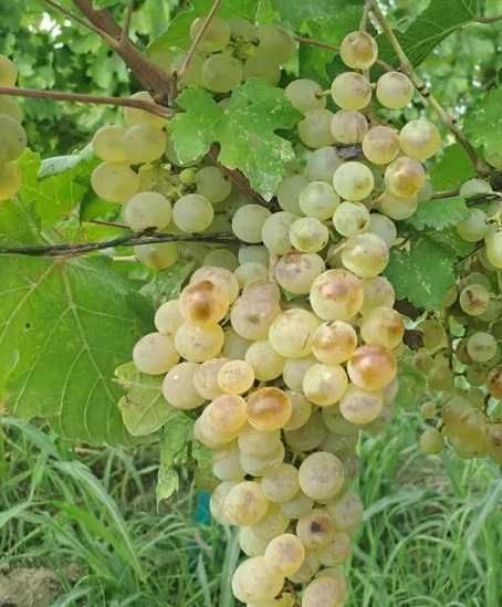 Vând struguri FETEASCĂ ALBĂ - Vadu Săpat (PH)