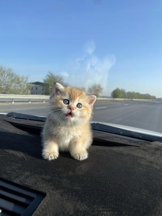 Британская шиншилла золото