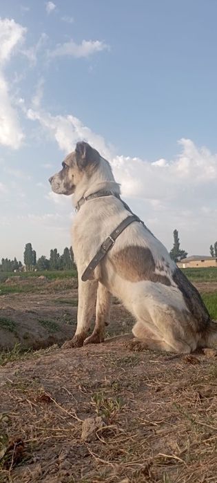 Алабай на вязку.