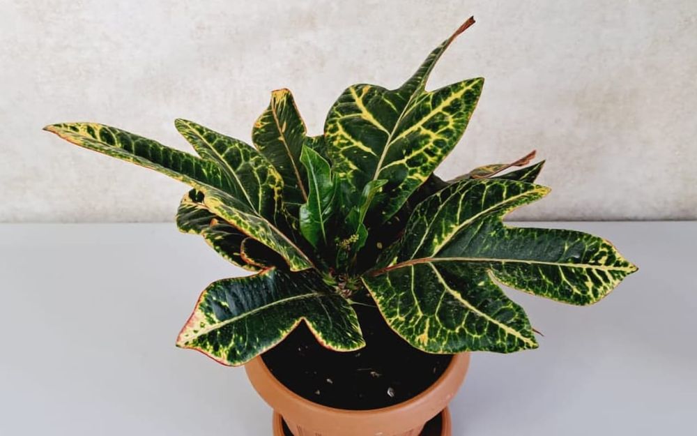 Цветы Цветы Цветы