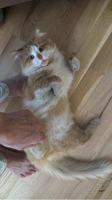 Пушистый рыжий кот ищет хозяина