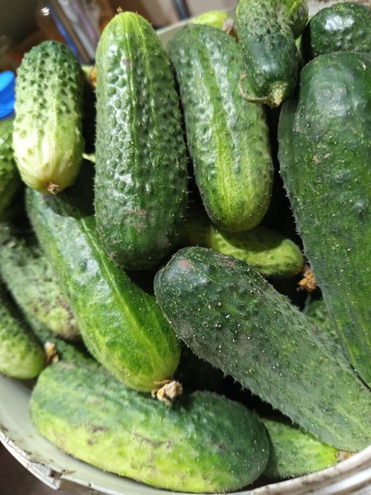 Продам огурцы дачные