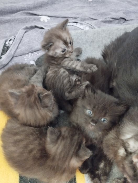 Котята  отдам в добрые руки