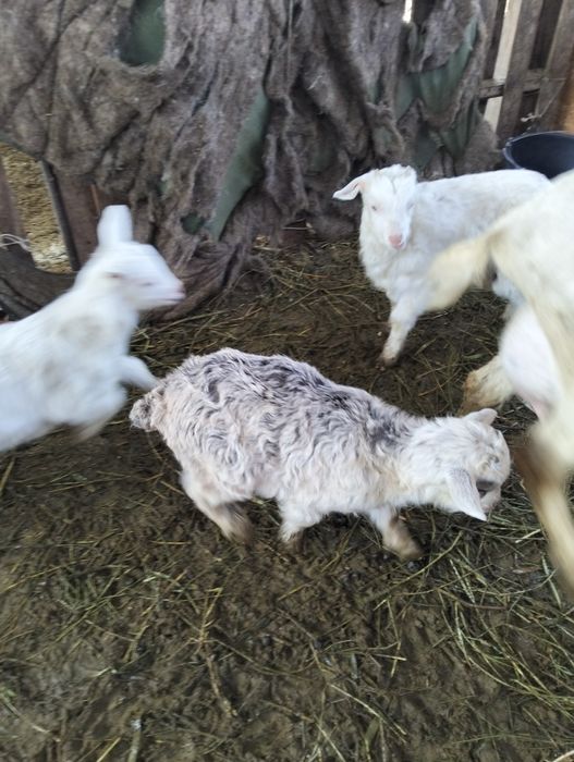 Теке лақтар бар 2шт