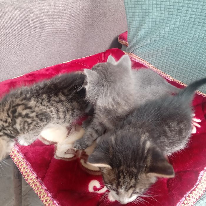 Котята бесплатно