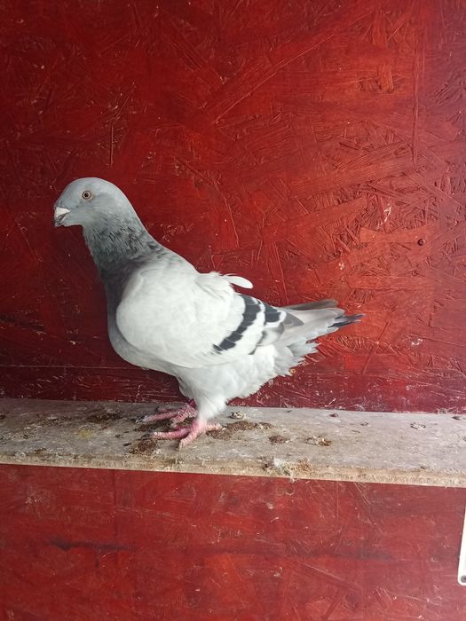 De vânzare porumbei voiajori standard și Plonjorii de Adana.