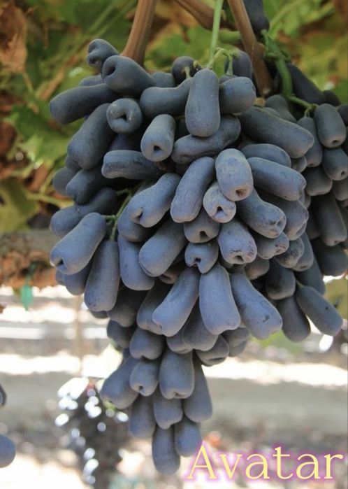 Саженцы Аватара