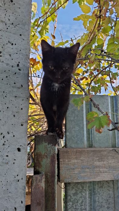Котов в добрые руки