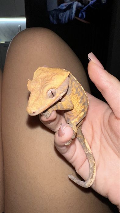 Gecko crestat/crested gecko juvenil