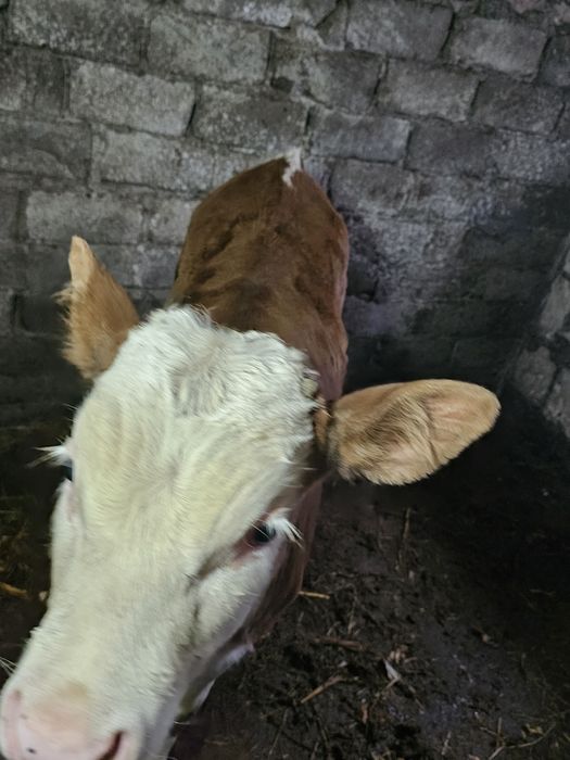 Vand vitel de 2 luni jumate