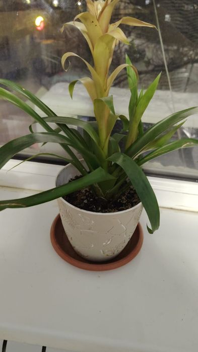 Продам денежное дерево ПО 1500тг Женской счастье 1000тг