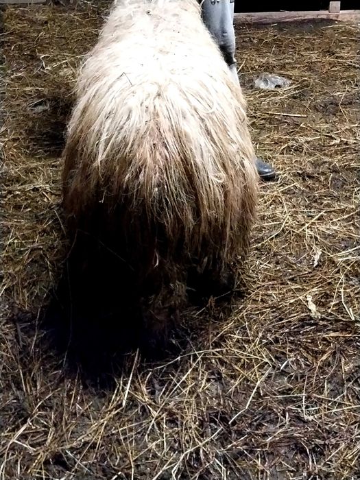 Vand berbec stramior